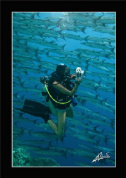 Diver inside the barracuda "tornado" in Sipadan Island - ... by Adriano Trapani 